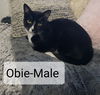Obie