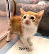 Sparky