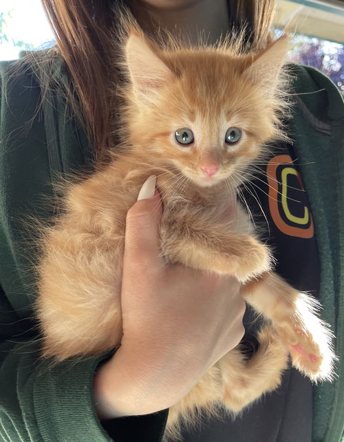 Crouton