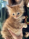 Crouton