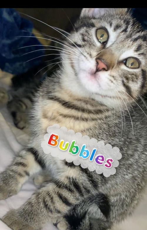 Bubbles