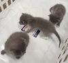 Snickers