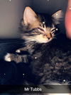 Mr. Tubbs