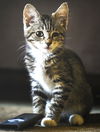 Pip Girl