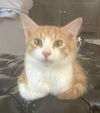 Dexter