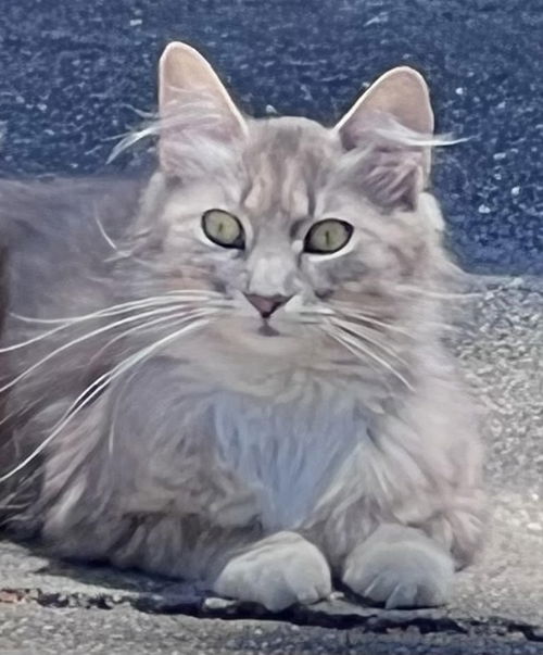 Leoni