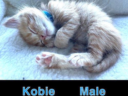 Kobie