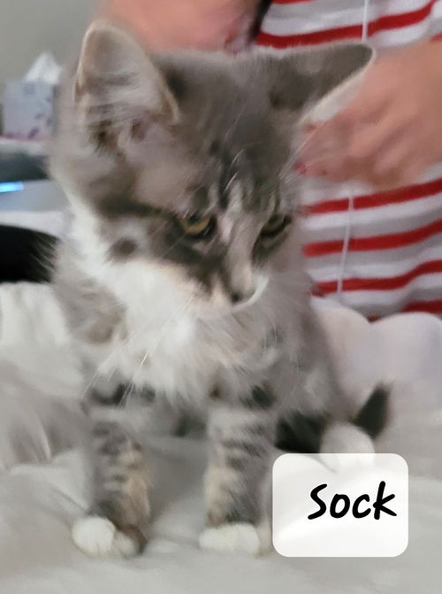 Sock