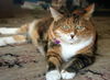 Fifi