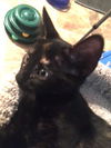 Suki