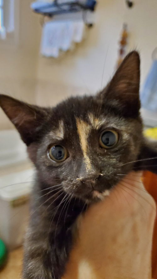Smudge
