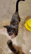 Smudge