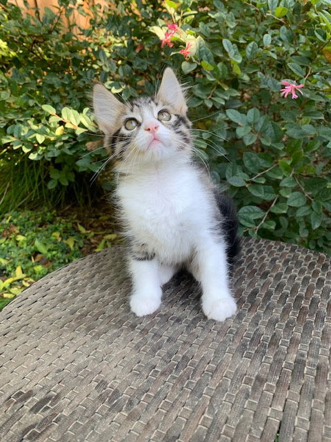 Stella Luna