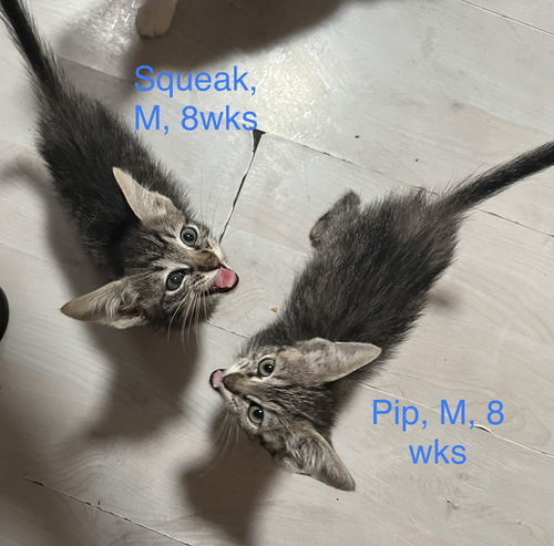 Squeak
