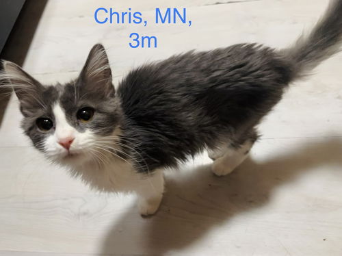Chris