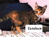 Candace