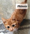 Phineas
