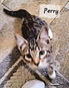 Perry