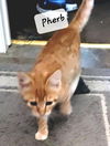 Pherb