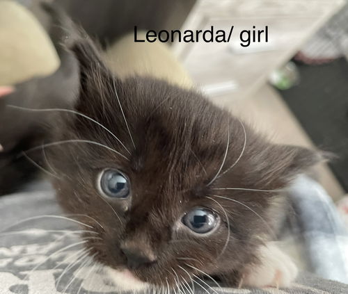 Leonarda