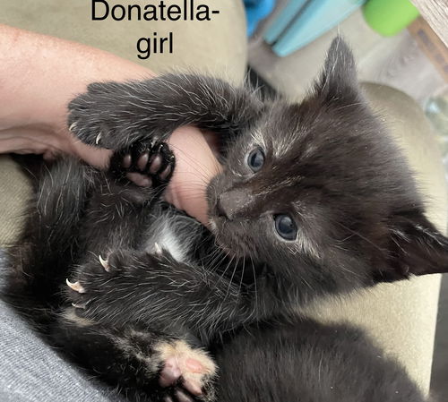Donatella
