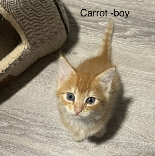 Carrot