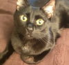 Kit Kat