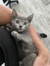 Piper - Luna