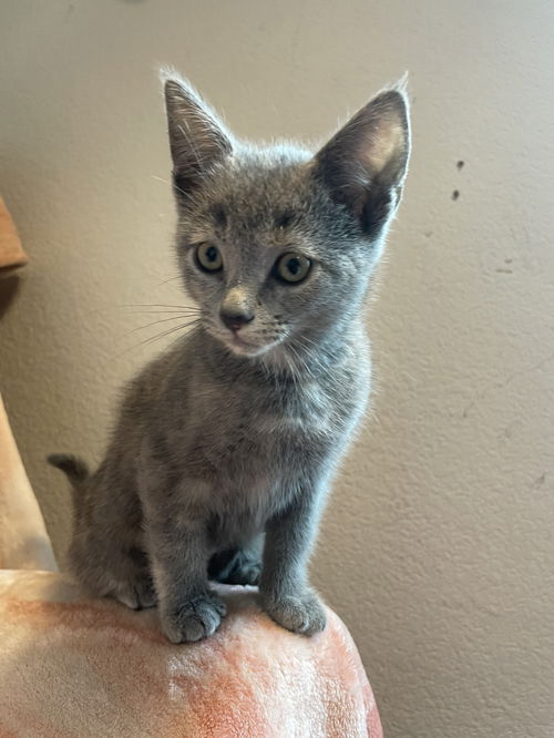 Piper - Luna