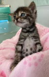 Dottie-bell