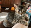 Dottie-bell