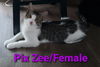 Pix Zee