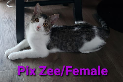 Pix Zee