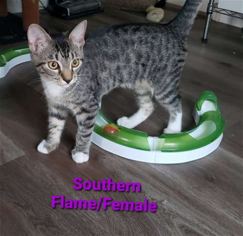 Southern Flame