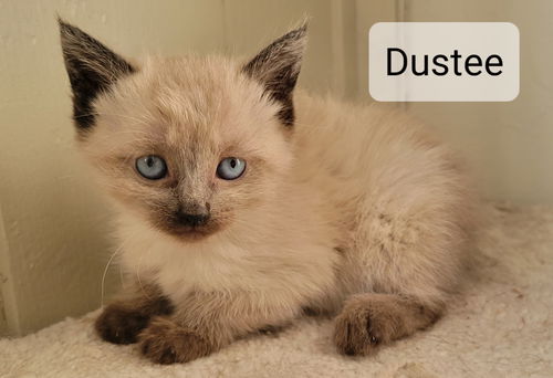 Dustee