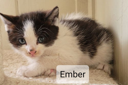 Ember