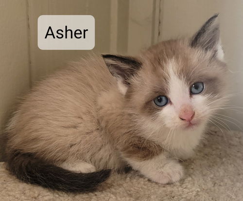 Asher