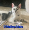 O'Malley