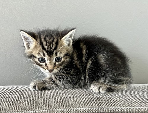 Simon - Brown Tabby (Bowser)