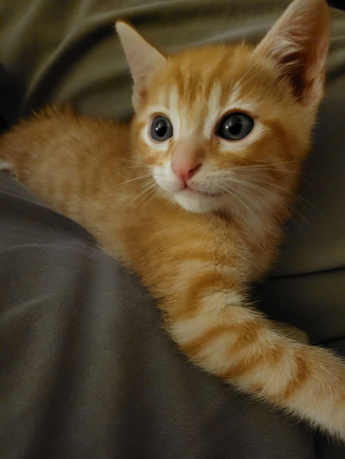 Marmalade