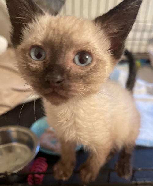 Cleo Catra