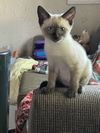 Cleo Catra