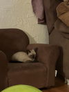 Cleo Catra