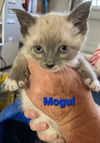 Mogul