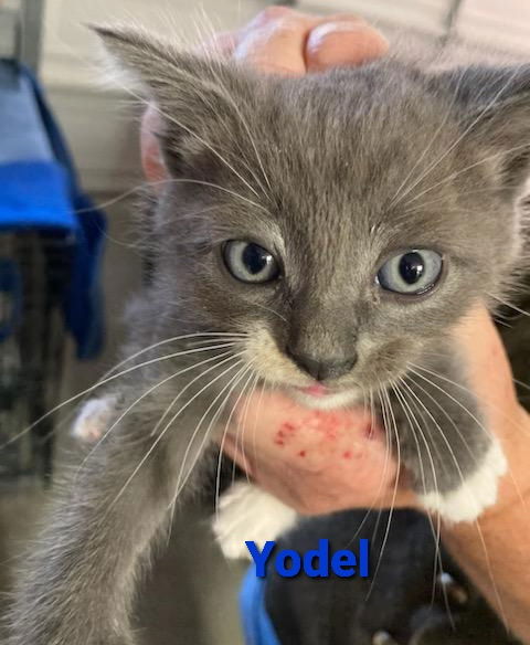 Yodel