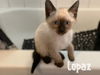 Topaz/Topey