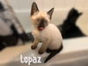 Topaz/Topey