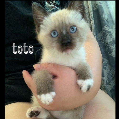 Toto - Toe