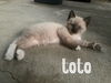 Toto - Toe