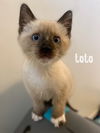 Toto - Toe